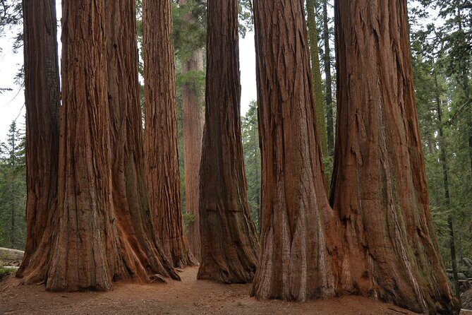 Private Day Tour to Sequoia and Kings Canyon Parks From LA - Exploring the Route: A Close Look at the Highlights