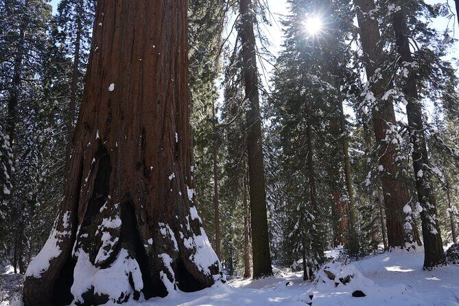 Private Day Tour to Sequoia and Kings Canyon Parks From LA - The Sum Up