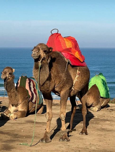 Private Day Tour to Tangier from Tarifa or Algeciras - Key Points