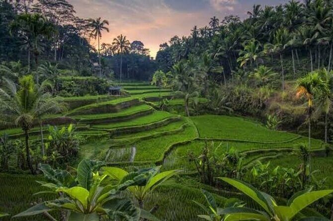 Private Day Tour To Waterfalls And Ubud Sightseeing - Practical Details and Value