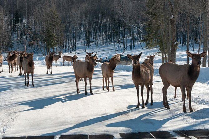 Private day tour to wildlife Parc Omega and Montebello lodge from Montreal - An In-Depth Look at the Itinerary