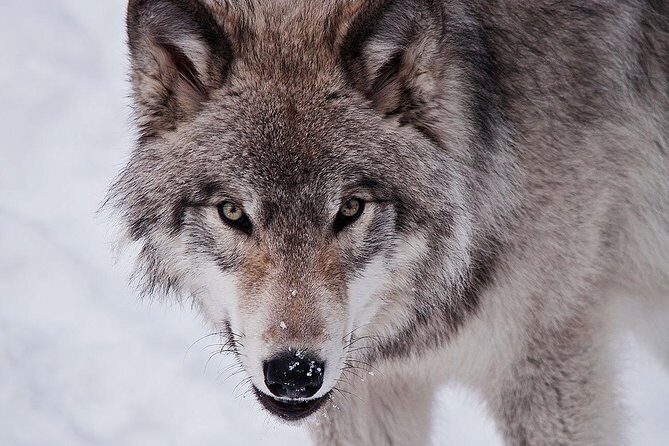 Private day tour to wildlife Parc Omega and Montebello lodge from Montreal - Logistics and Practicalities