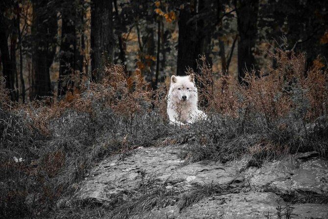 Private day tour to wildlife Parc Omega and Montebello lodge from Montreal - Who Would Love This Tour?