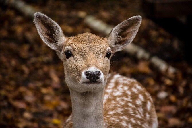 Private day tour to wildlife Parc Omega and Montebello lodge from Montreal - Final Thoughts