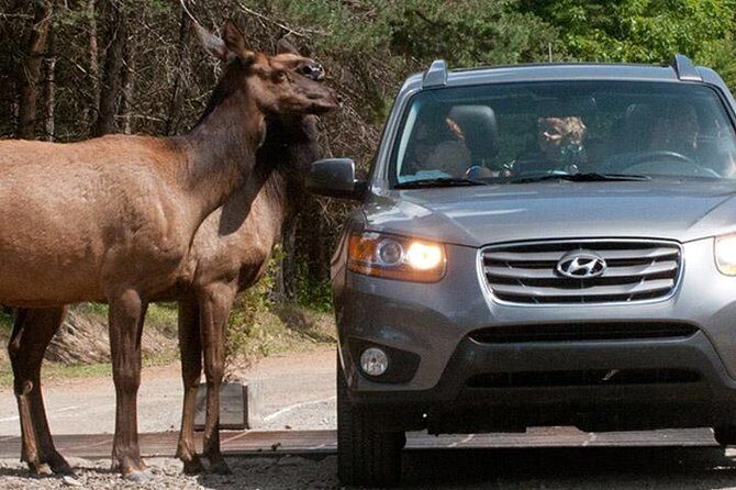 Private day tour to wildlife Parc Omega and Montebello lodge from Montreal - Frequently Asked Questions