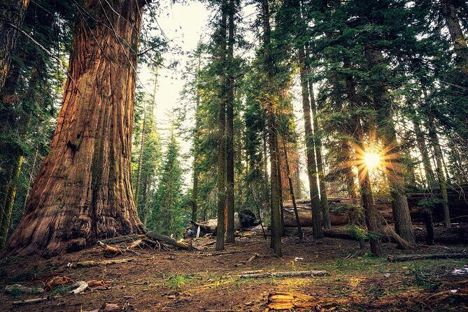 Private Day Tour to Yosemite National Park - Who Should Book This Tour?