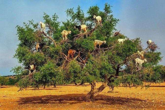 Private day trip from Marrakech to Essaouira - The Sum Up