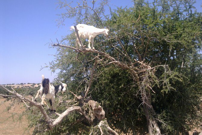 Private Day Trip from Marrakech to Essaouira City - The Details of the Journey
