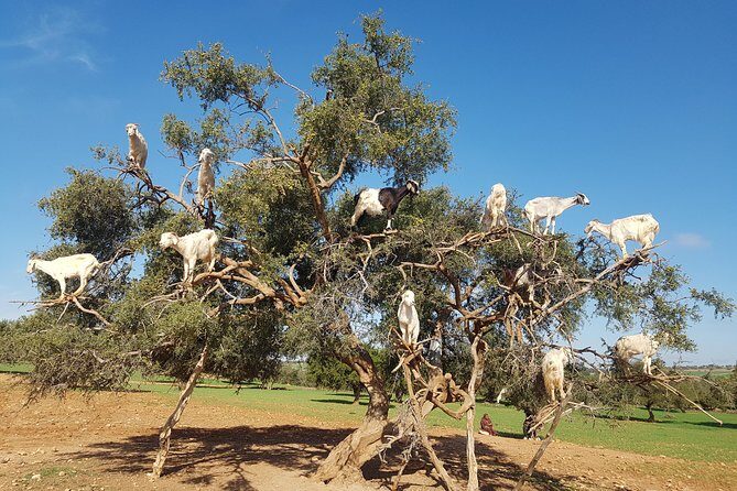 Private Day Trip from Marrakech to Essaouira City - Potential Drawbacks or Considerations