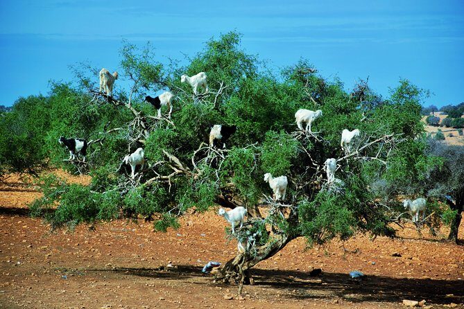 Private Day trip from Marrakech to Essaouira mogador - The Itinerary in Detail