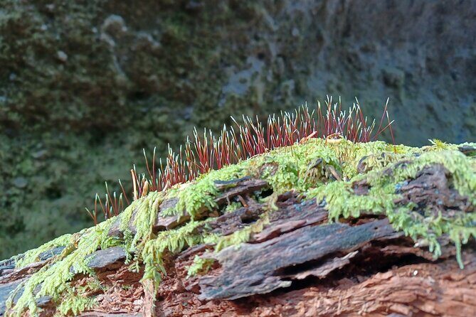 Private Day Trip of Lake Shikotsu and Moss Canyon - Introduction: A Breath of Fresh Hokkaido Air