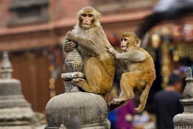 Private Day Trip to Abhaneri Stepwell & Monkey Temple from Jaipur - Key Highlights and Why They Matter