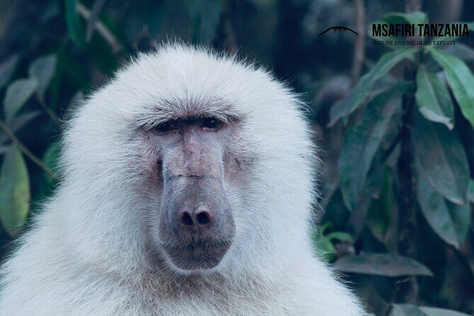 Private Day Trip to Arusha National Park with a Walking Safari - Introduction to the Experience