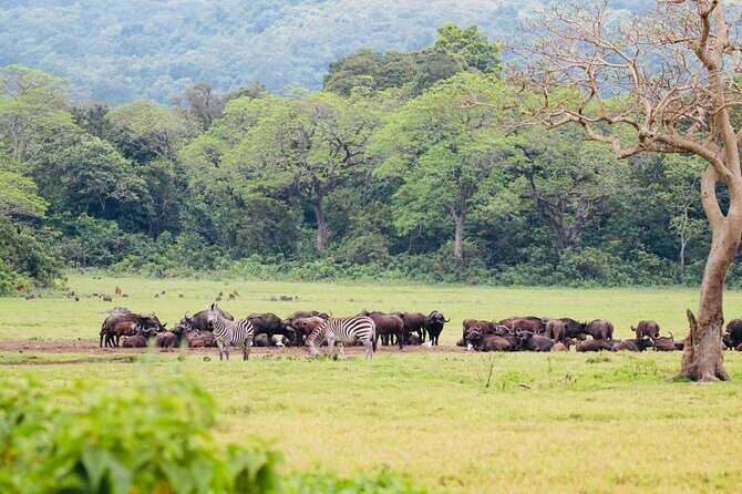 Private Day Trip to Arusha National Park with a Walking Safari - Who Should Consider This Tour?