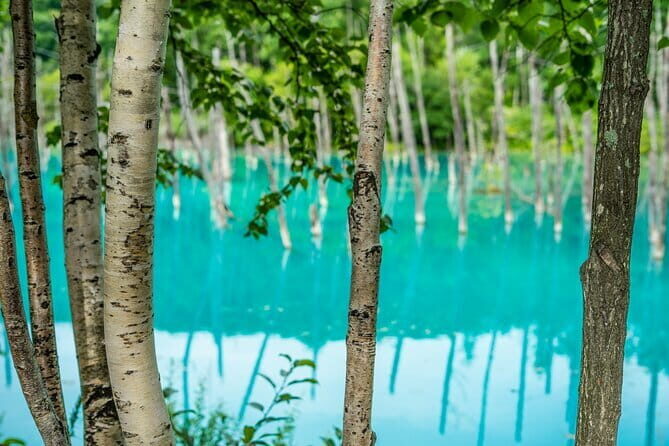 Private Day Trip to Asahiyama Zoo and Biei Blue Pond - Key Points