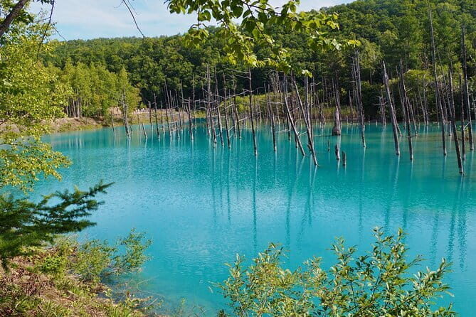 Private Day Trip to Asahiyama Zoo and Biei Blue Pond - Transportation and Practicalities