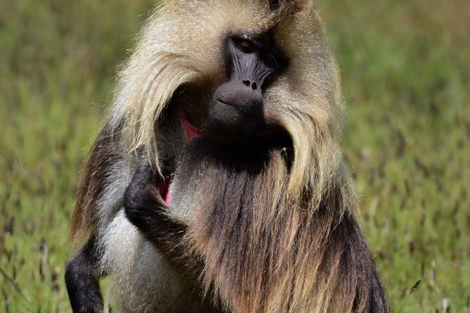 Private Day Trip to Debre Libanos Portuguese Bridge Galada Baboon - The Full Experience: A Close Look at the Itinerary