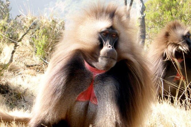 Private Day Trip to Debre Libanos Portuguese Bridge Galada Baboon - Final Thoughts