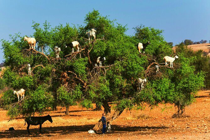 Private Day Trip to Essaouira and Argan Forest from Marrakech - Experience Breakdown