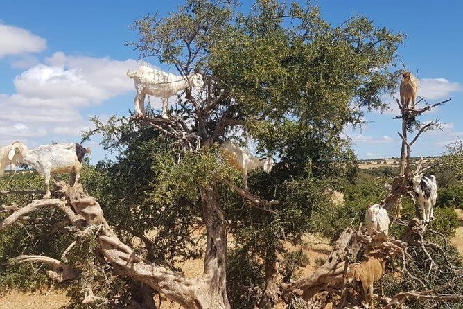 Private Day Trip To Essaouira - A Close Look at the Private Day Trip to Essaouira