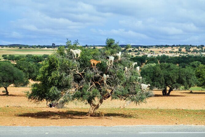 Private Day Trip to Essaouira from Marrakech - What to Expect from This Day Trip
