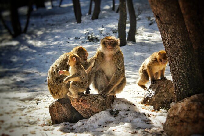 Private Day Trip to Middle Atlas from Fes - Who Will Love This Tour?