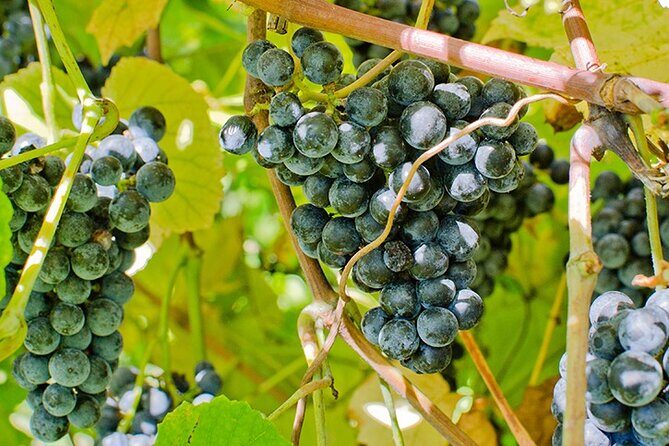 Private Day Trip to Missouri Wine Country - Why This Tour Works Well