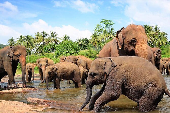 Private Day Trip to Sigiriya, cave and National park Safari Tour - Transportation: Comfort and Caveats