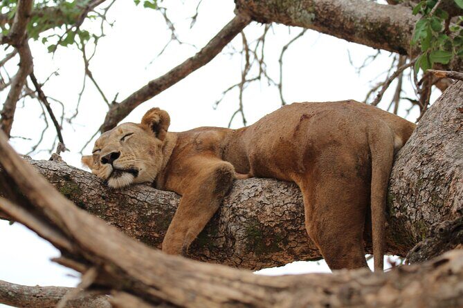 Private Day Trip to Tarangire National Park - Detailed Itinerary Breakdown