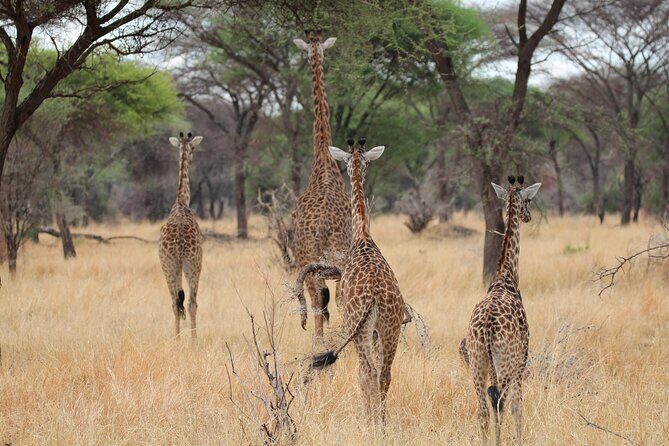 Private Day Trip to Tarangire National Park - Value for Money