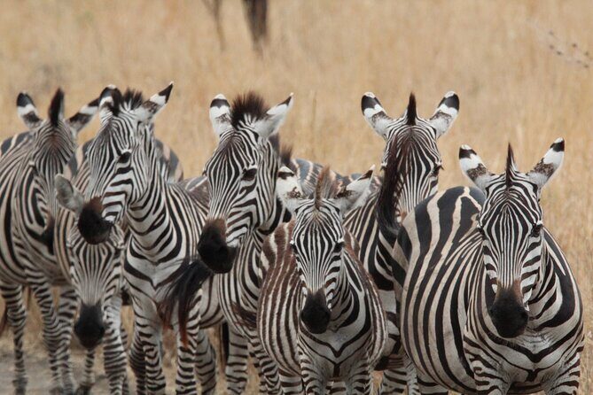 Private Day Trip to Tarangire National Park - Who Is It Best For?