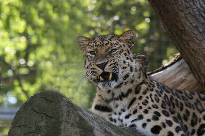 Private Day Trip to Yala National Park from Colombo - The Complete Picture: Who Is This Tour Best For?