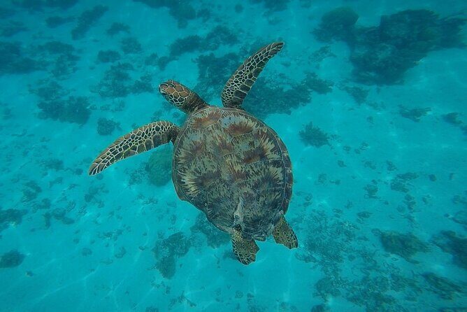 Private Discovery of the Marine Fauna of Moorea - Exploring Moorea’s Marine World: What to Expect