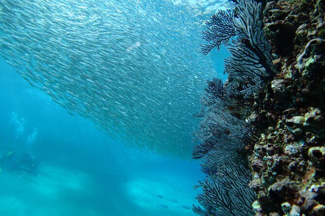 Private Dive Boat for Certified Divers - Cabo San Lucas - FAQ