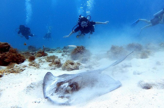 Private Dive + videographer/Photographer (Certified divers only) - Final Thoughts
