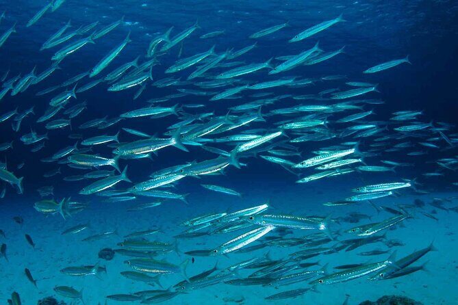 Private diving on shared trip at Racha Noi and Racha Yai from Phuket incl. lunch - The Sum Up