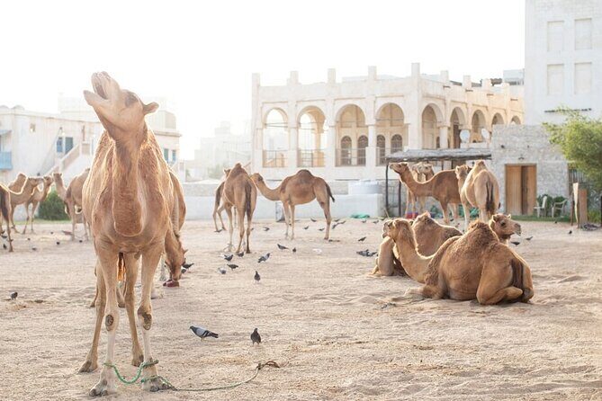 Private Doha Guided City Tour To All Main Attractions - FAQ
