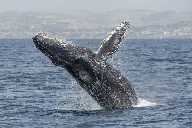 Private Dolphin and Whale Watching Tour in Newport Beach - Who Should Book This Tour?