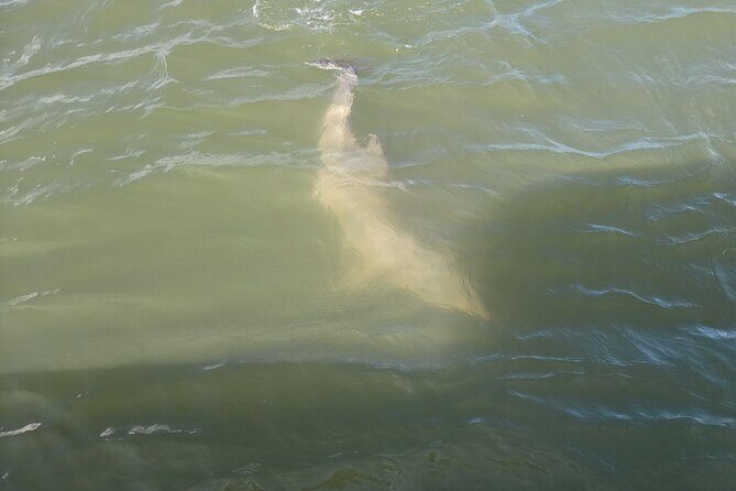 Private Dolphin Boat Tour in Hilton Head Island - An Authentic Dolphin Encounter: Our Review of the Hilton Head Private Boat Tour