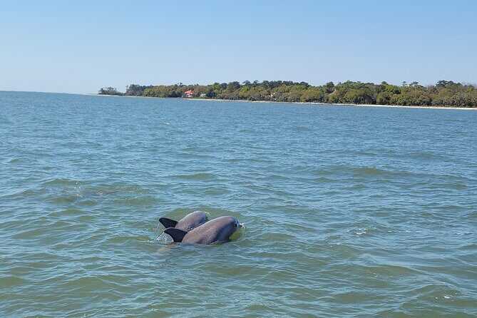 Private Dolphin Boat Tour in Hilton Head Island - Frequently Asked Questions
