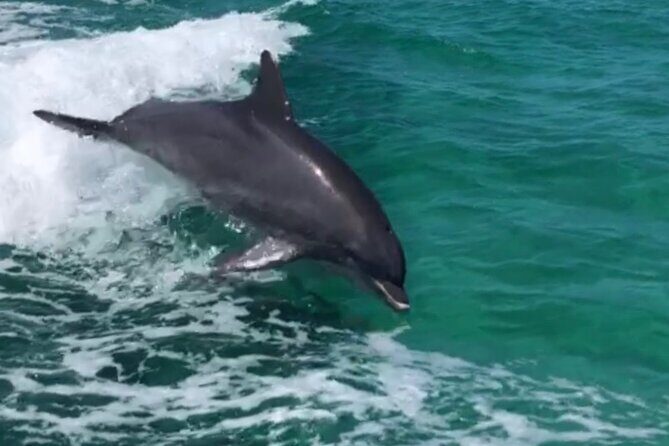 Private Dolphin Cruise - Key Points