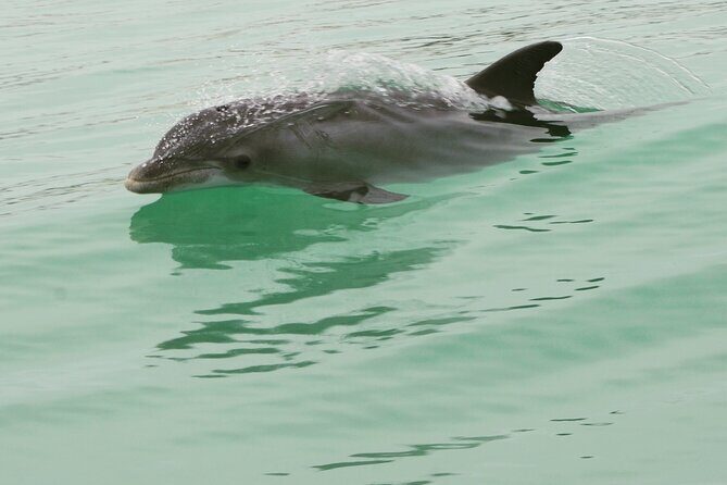 Private Dolphin Cruise - Final Thoughts