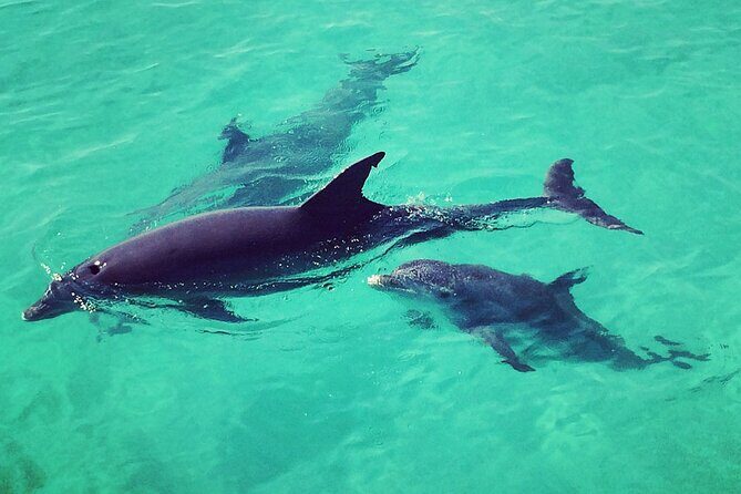 Private Dolphin Playground Safari - The Sum Up