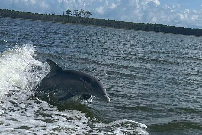 Private Dolphin Sightseeing Excursion - Discovering the Orange Beach Private Dolphin Sightseeing Excursion