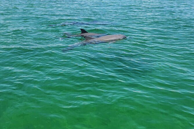 Private Dolphin Sightseeing Excursion - A Detailed Dive into the Experience