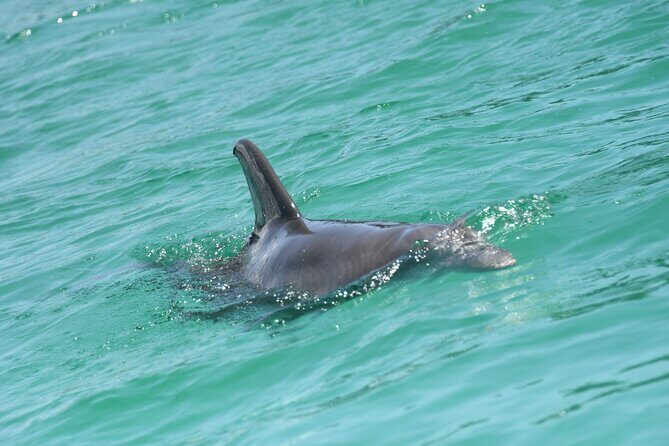 Private Dolphin Spotting Thrill Ride in Destin - The Sum Up