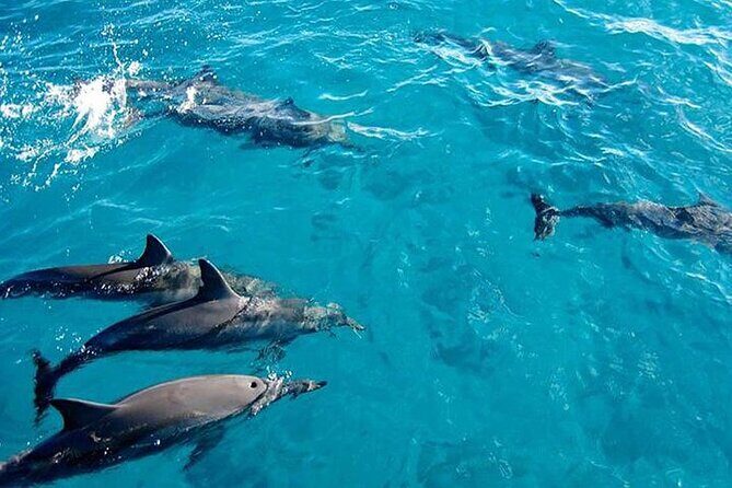 Private Dolphin Tour and Snorkeling at Mnemba Island reef - An Honest Look at the Tour Experience