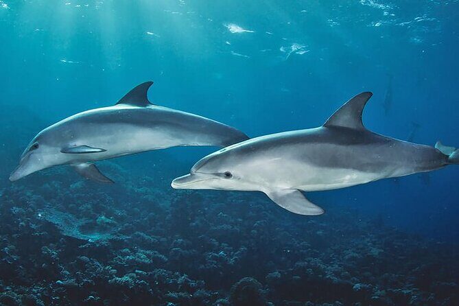 Private Dolphin Tour and Snorkeling at Mnemba Island reef - What Travelers Say: Pros and Cons