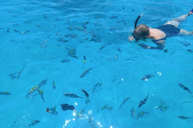 Private Dolphin Tour and Snorkeling at Mnemba Island reef - Final Word