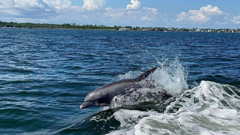 Private Dolphin Tour with Secluded Beach/Snorkel Stop - An In-Depth Look at the Experience